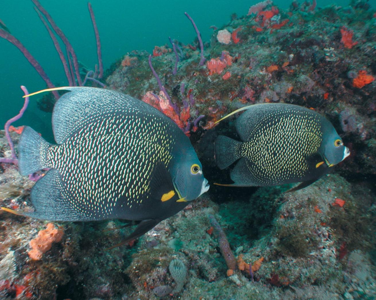 Florida Diving: Fish Galore