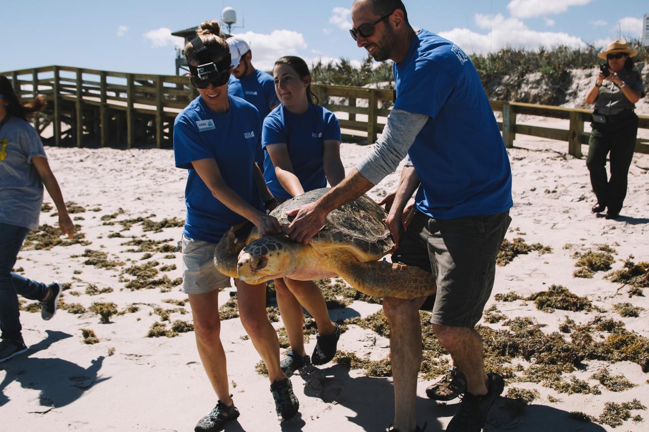 florida aquarium sea turtle release
