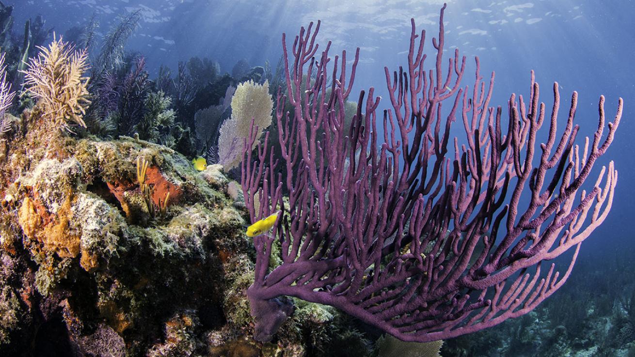 florida keys coral