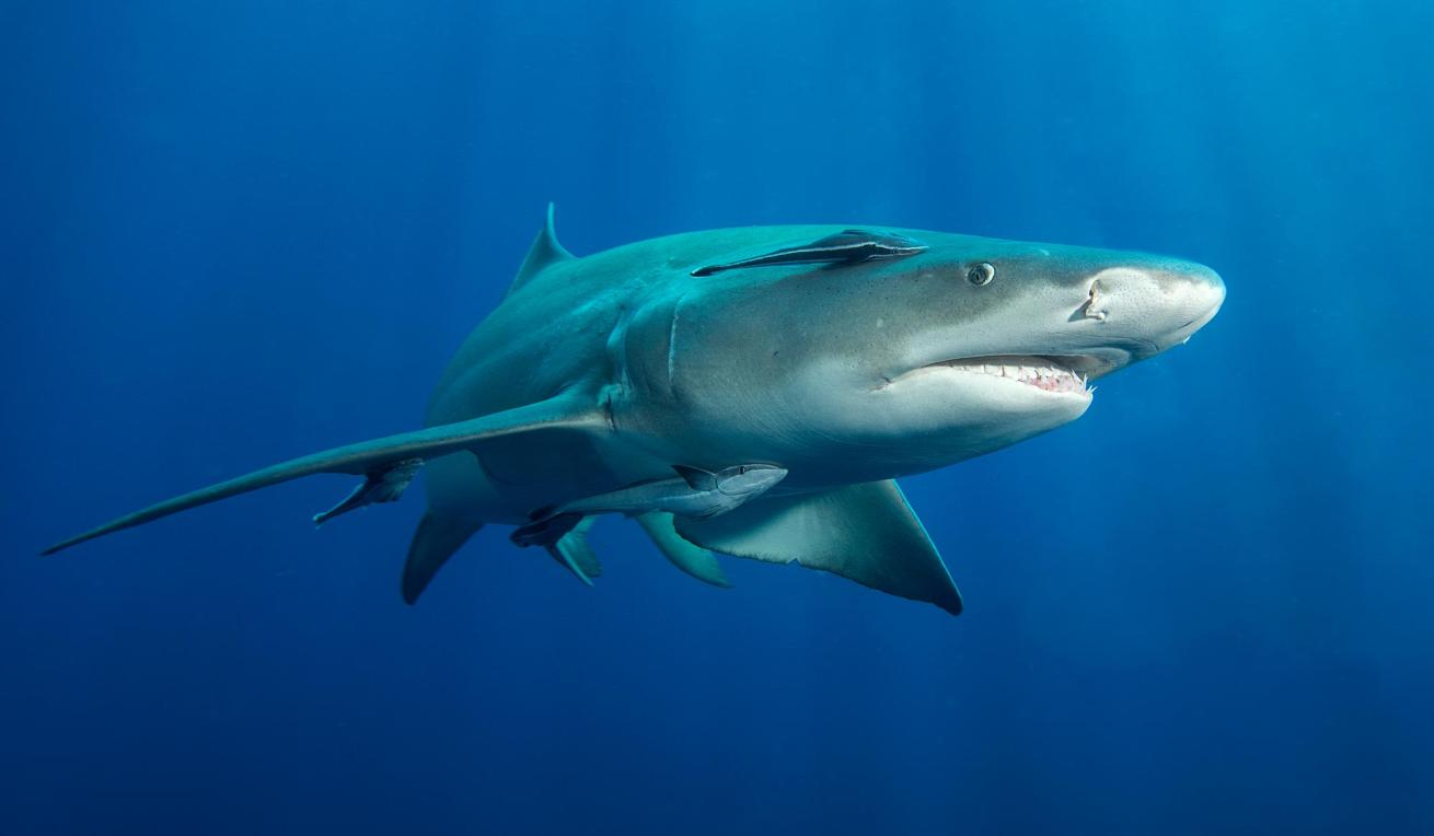 Lemon Shark