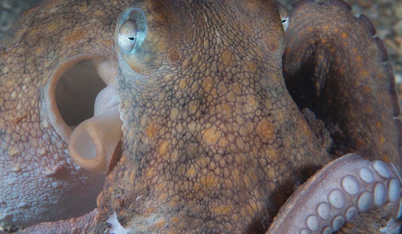 octopus blue heron bridge