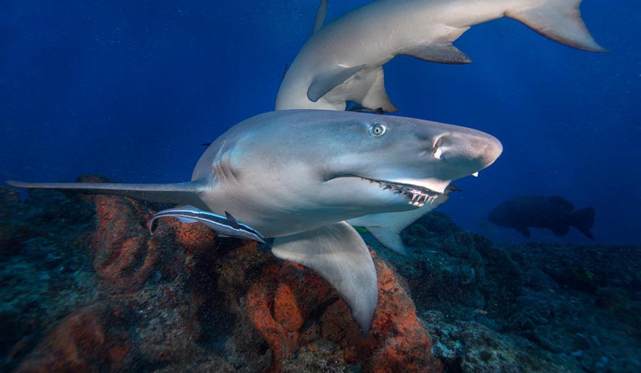 Lemon Shark