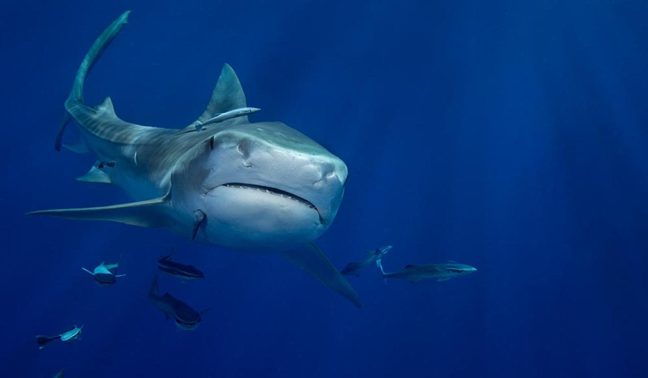 tiger shark west palm beach