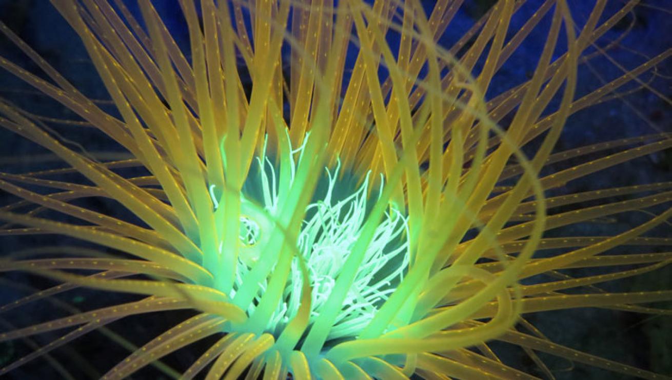 fluoro-lit anemone tube