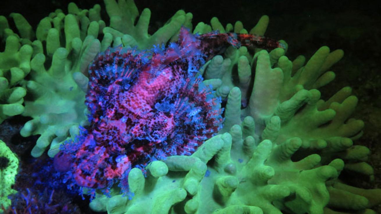 fluoro lit marine life
