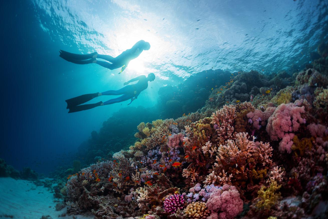 freediving encounters