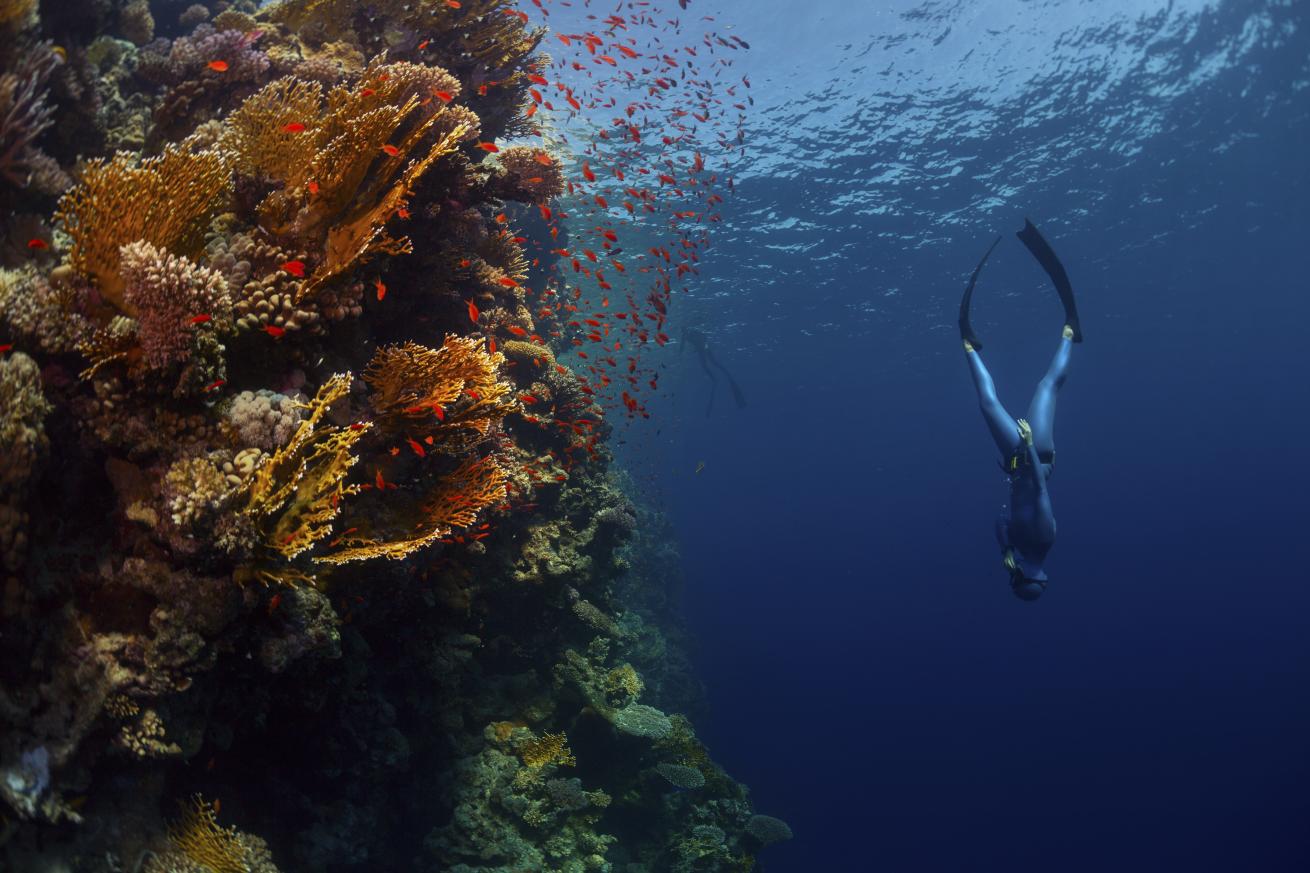 freediving science physiology