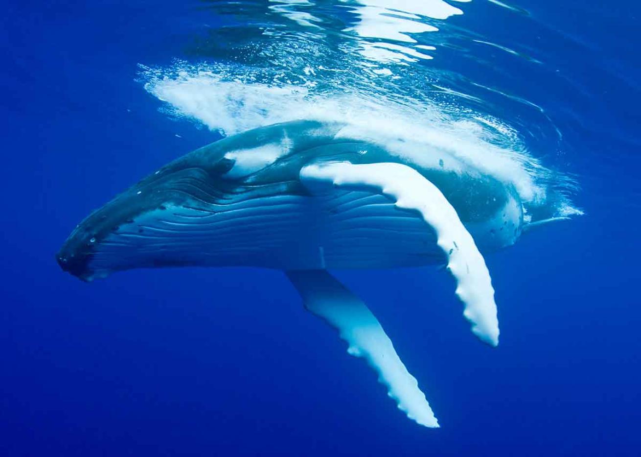 humpback whales french polynesia