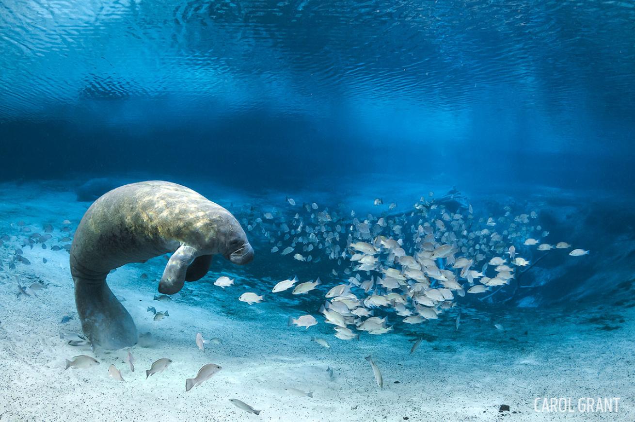 diving with manatees
