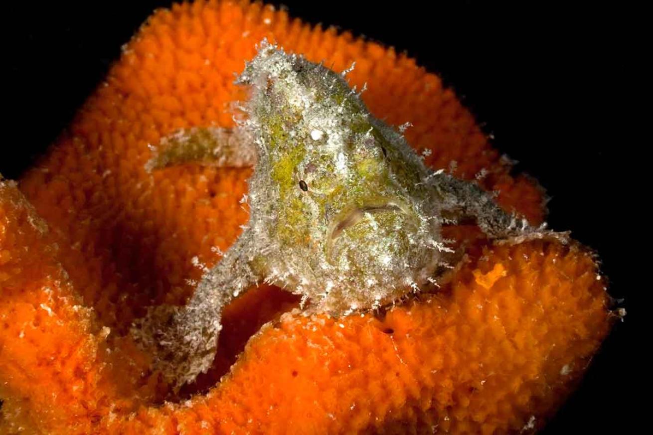frogfish facts