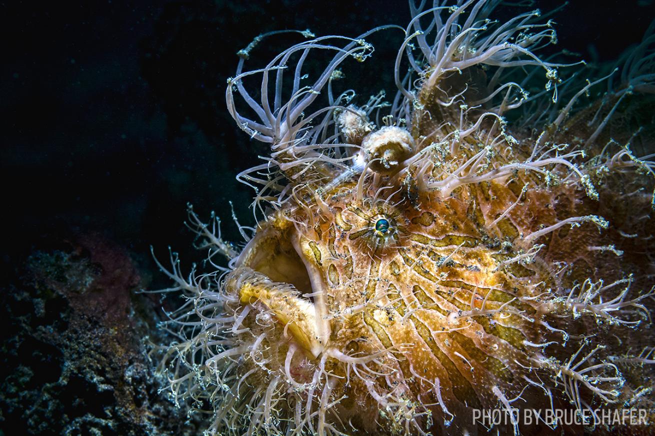 striated frogfish photo
