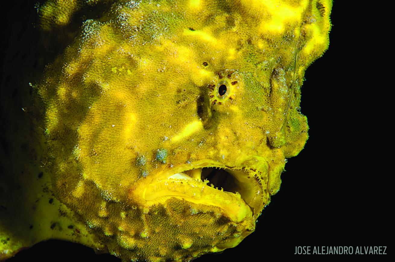 frogfish yellow sponge Bonaire colorful