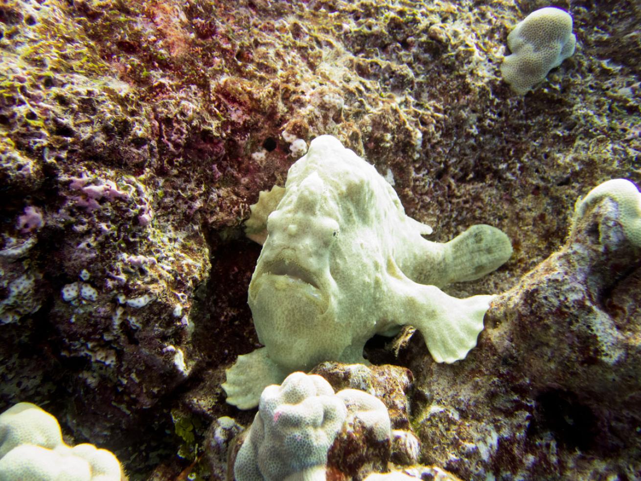 scuba diving Lanai, Hawaii