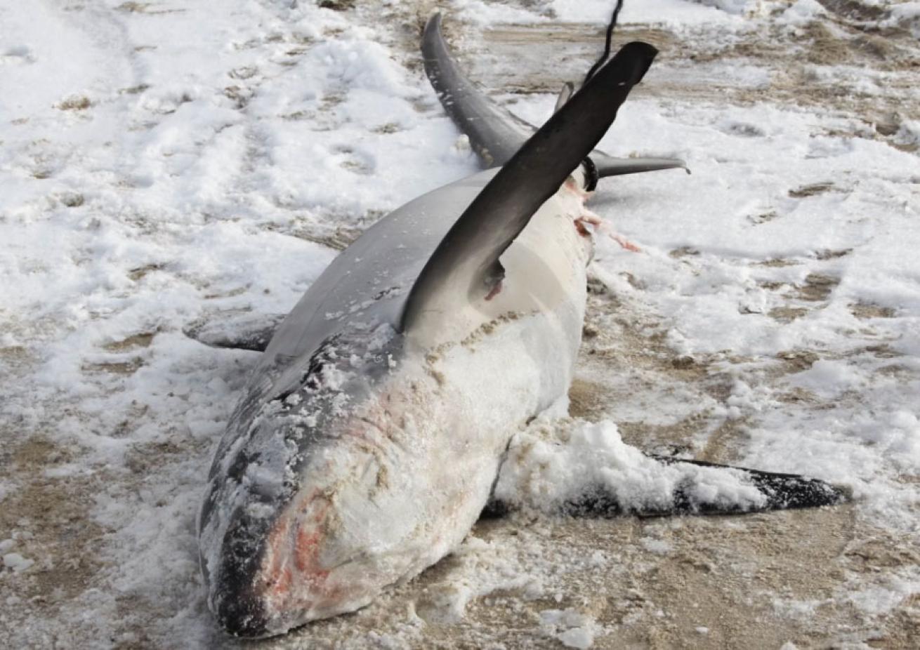 frozen thresher shark