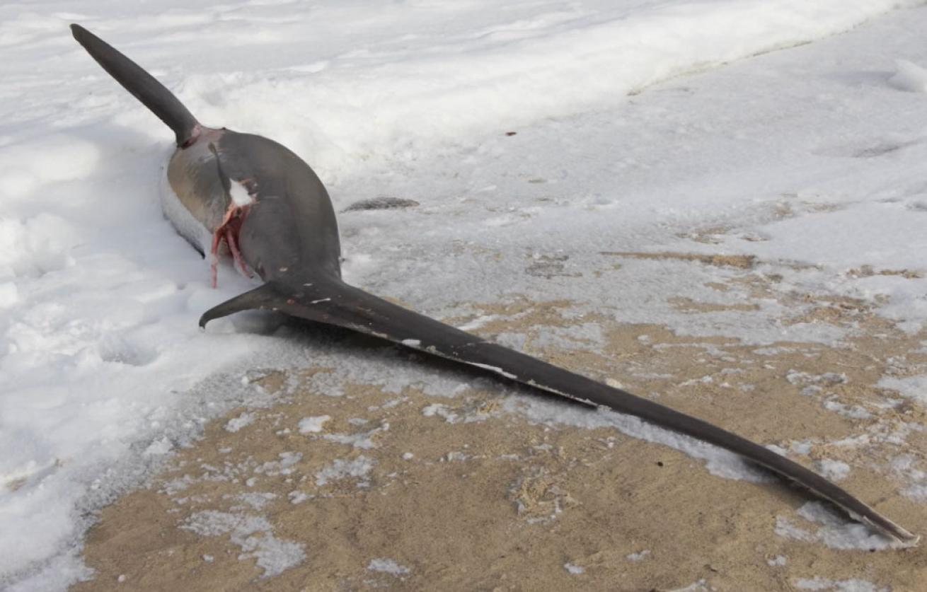 frozen thresher shark