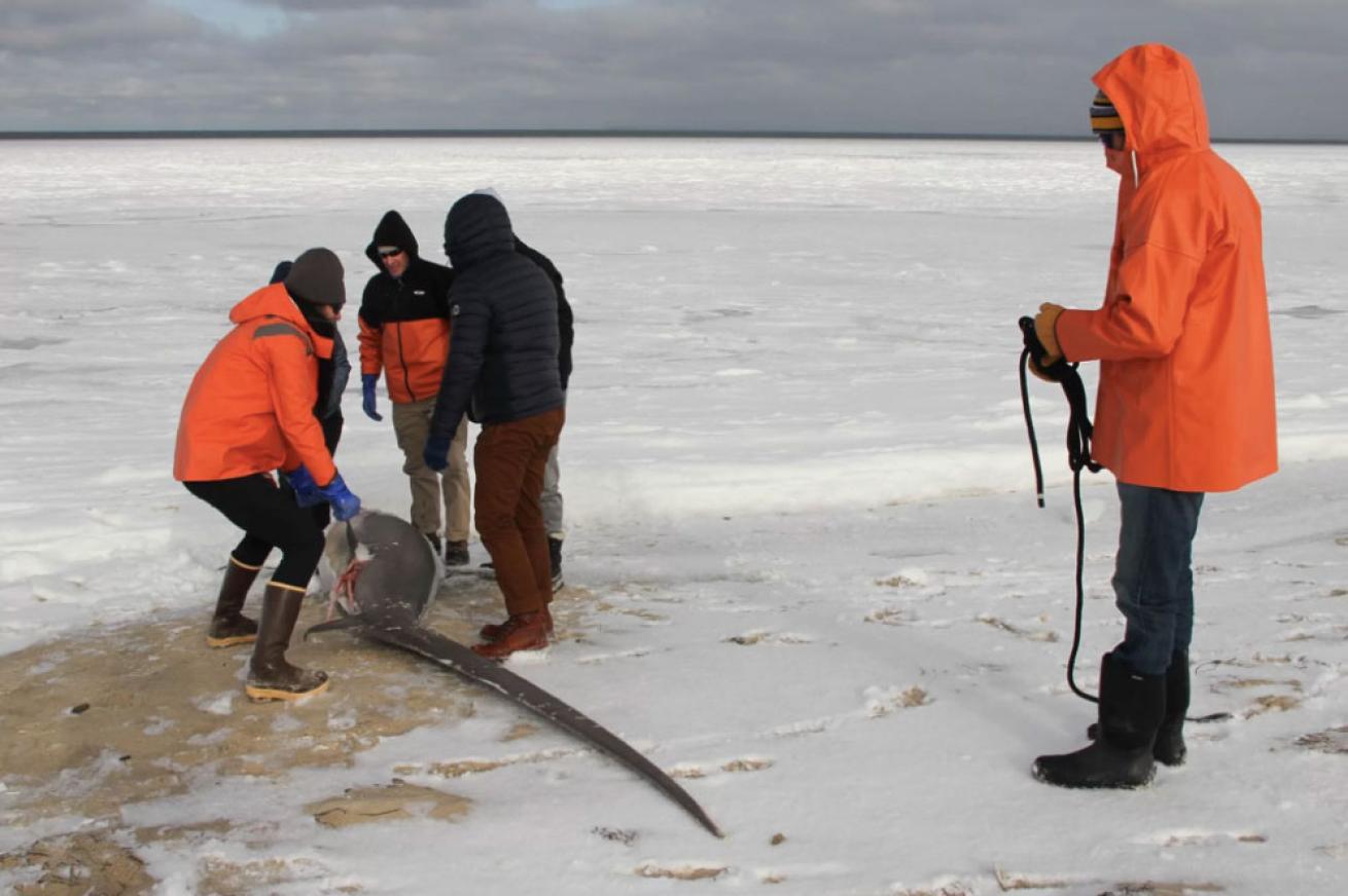 frozen thresher shark