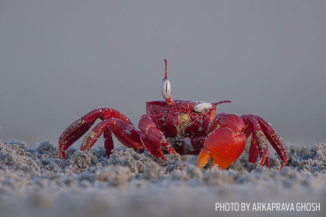 funny wildlife photos crab
