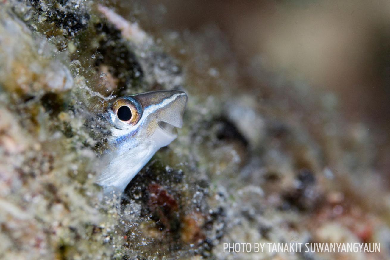 funny wildlife photos fish