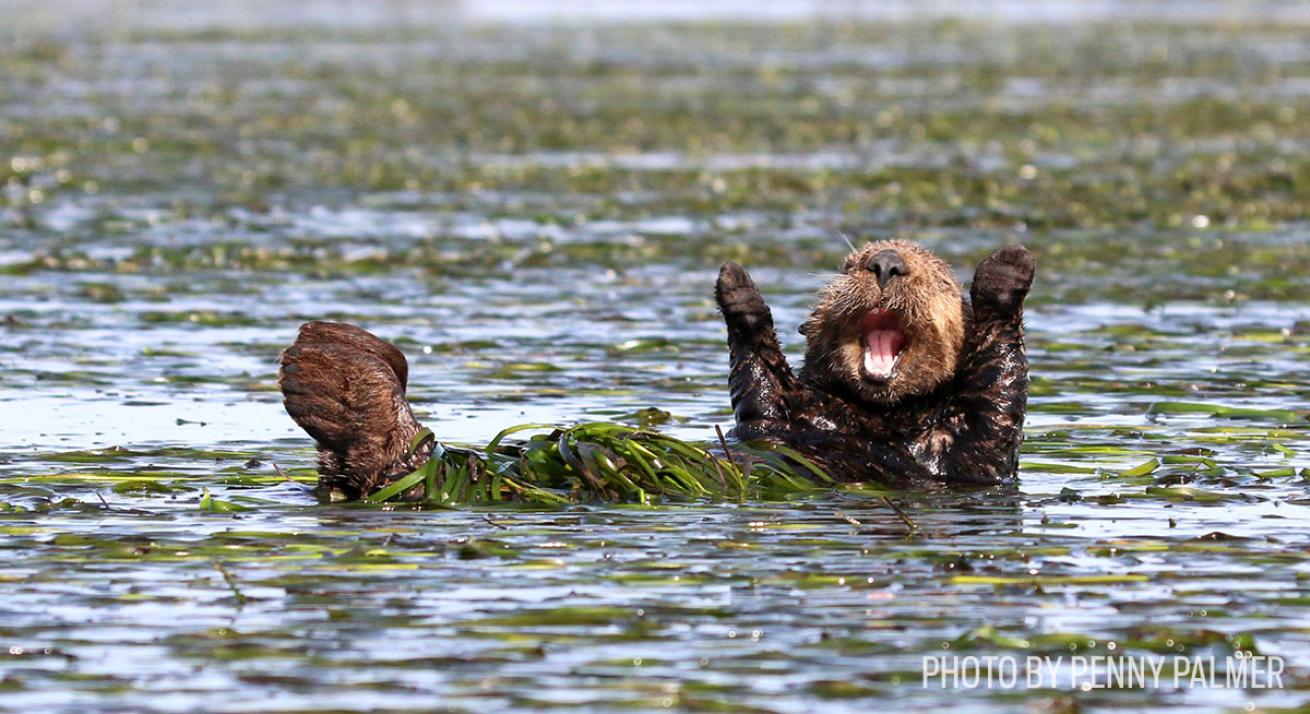 funny wildlife photos