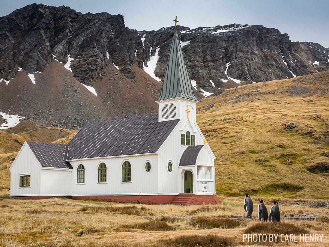 funny wildlife photos penguins church