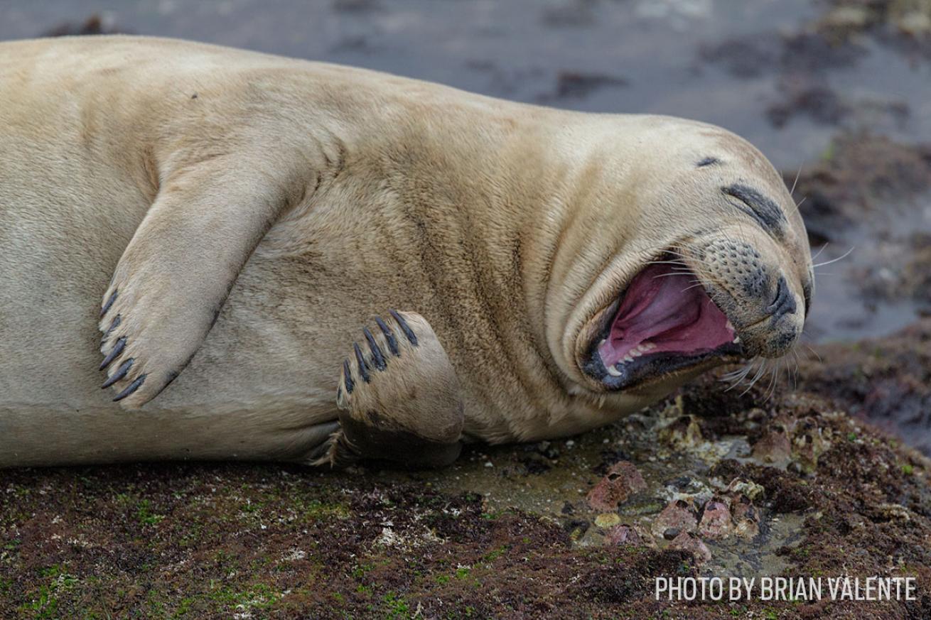 funny wildlife photos