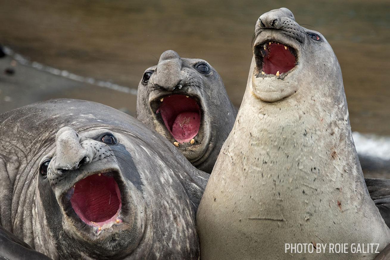 funny wildlife photos seals