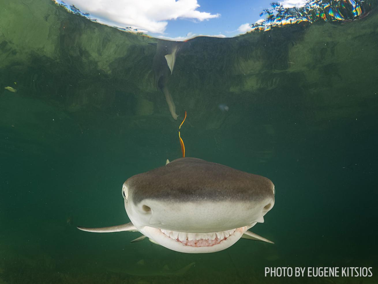 funny wildlife photos shark