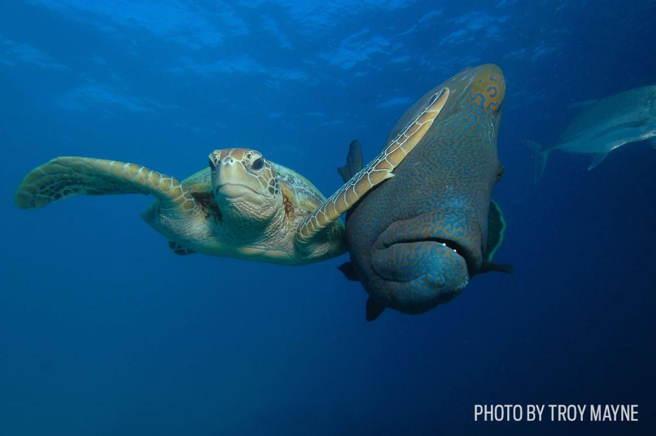 funny wildlife photos turtle