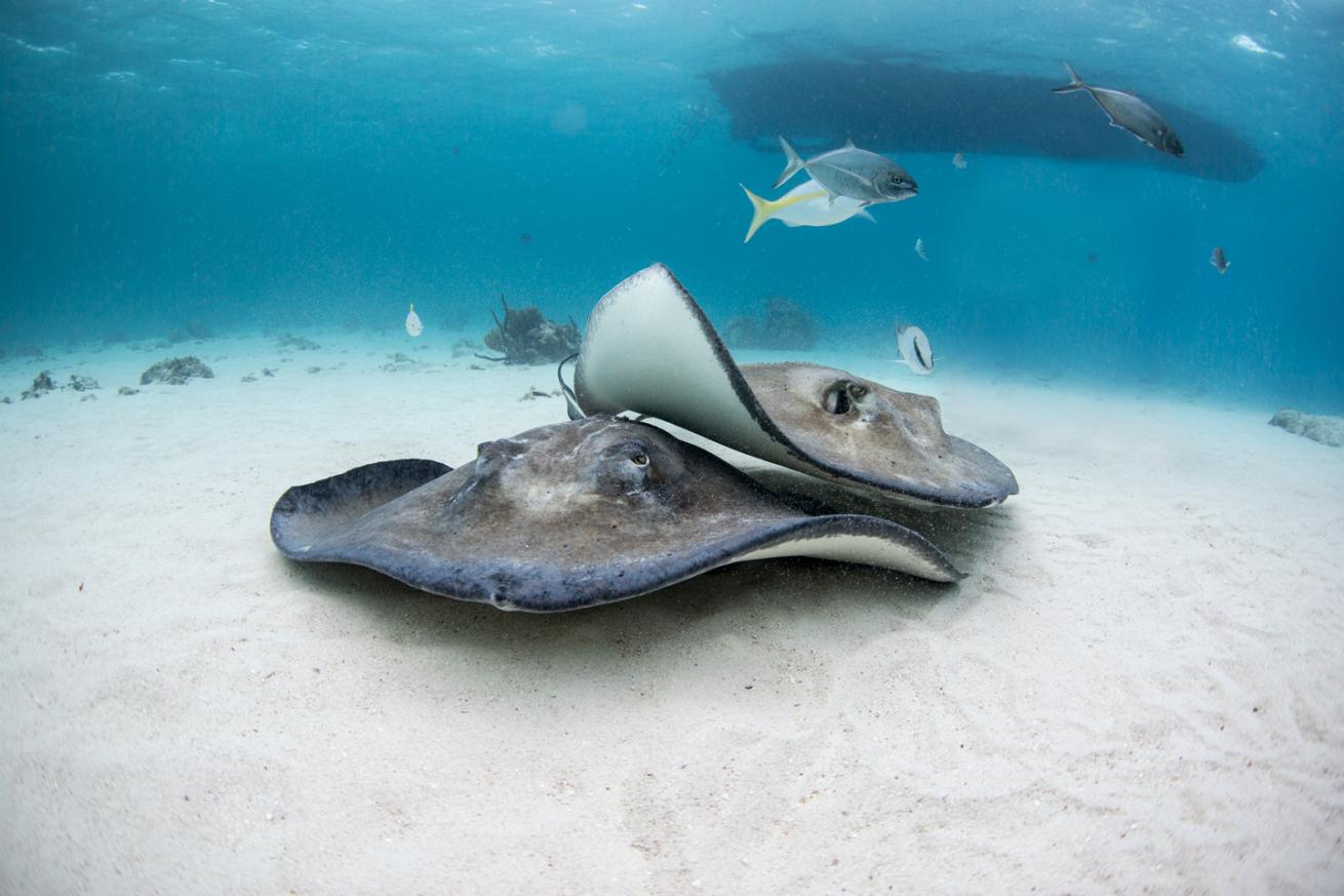stingray city scuba diving cayman