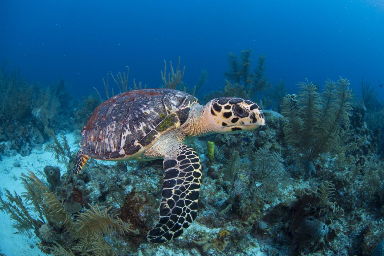 sea turtle scuba diving cayman islands
