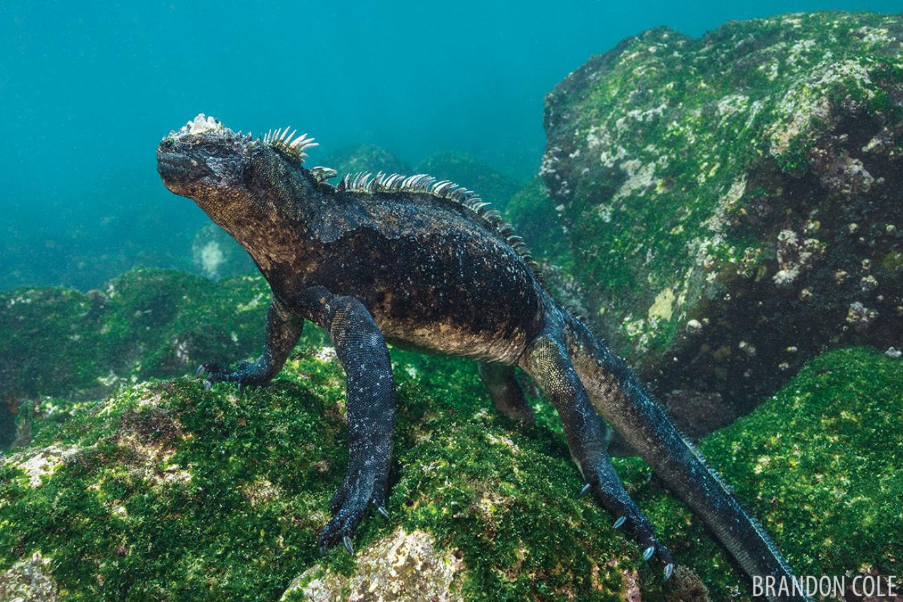 Galapagos Iguana
