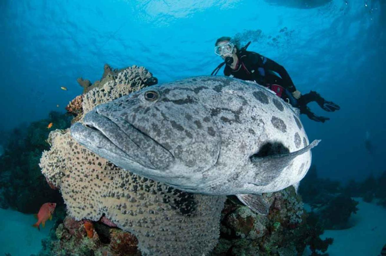 potato cod