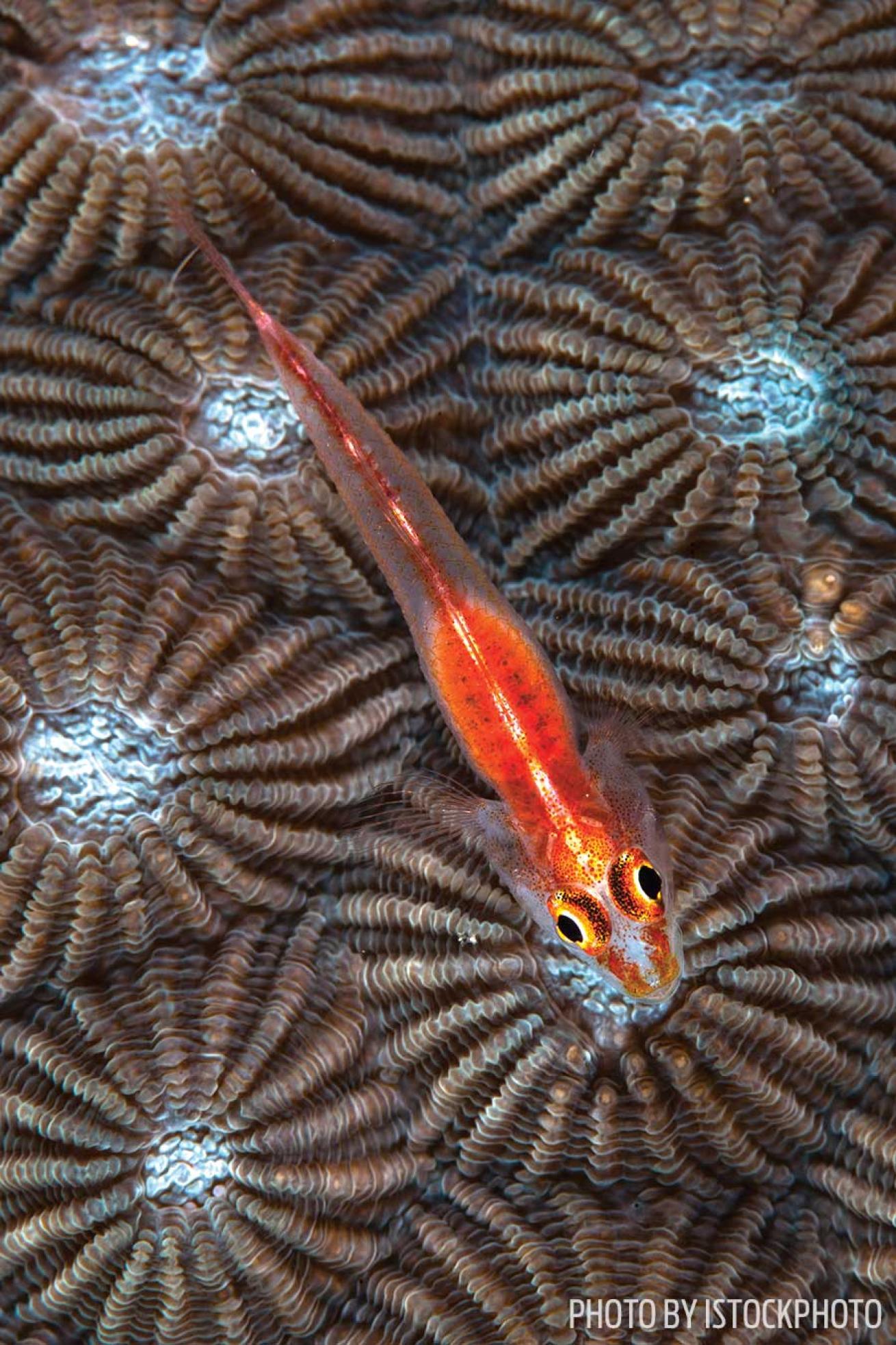 ghost goby indonesia