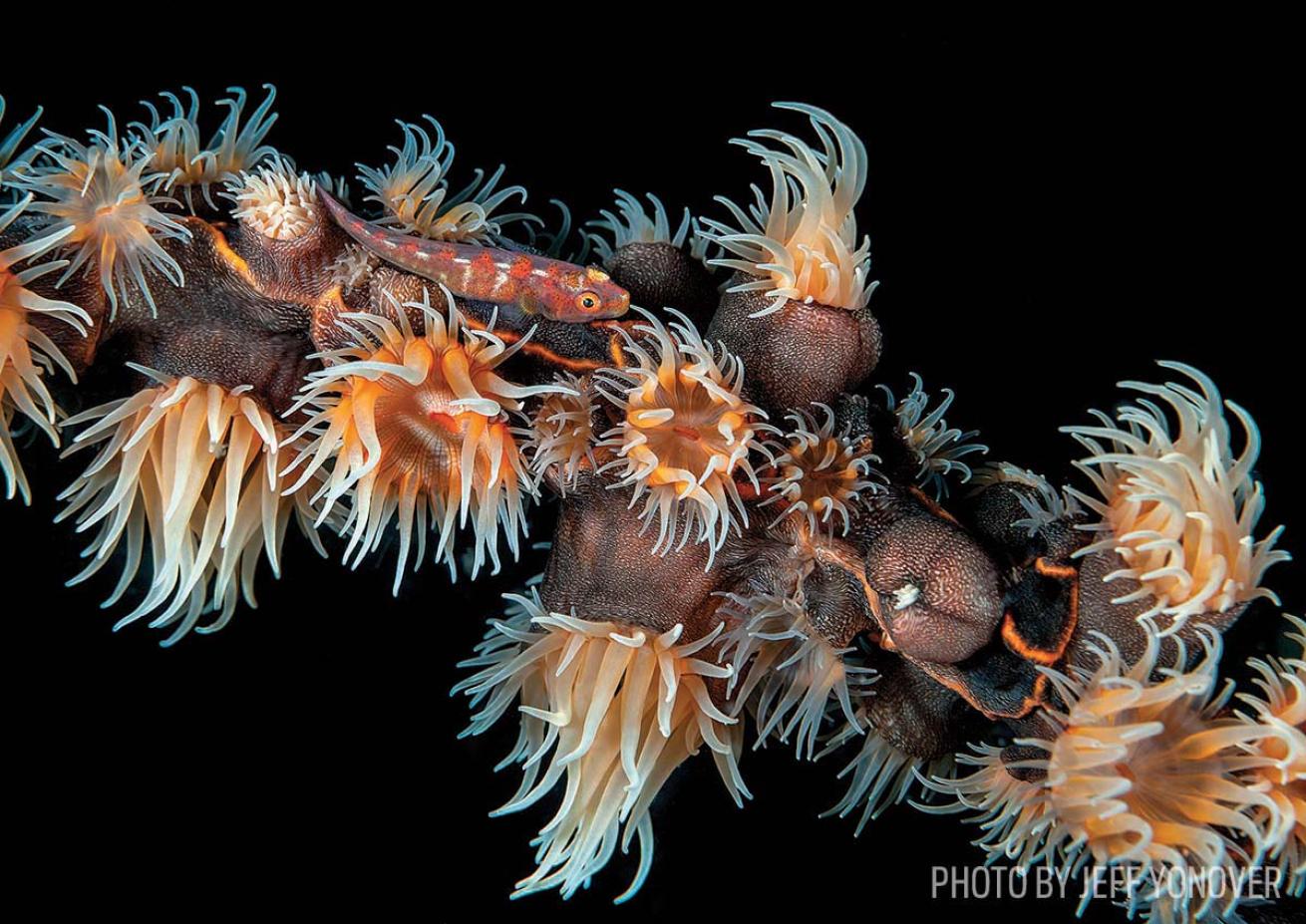 ghost goby anemone indonesia
