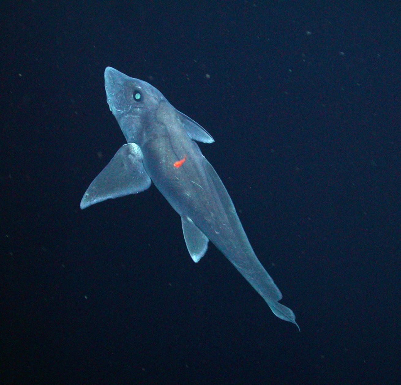 ghost shark