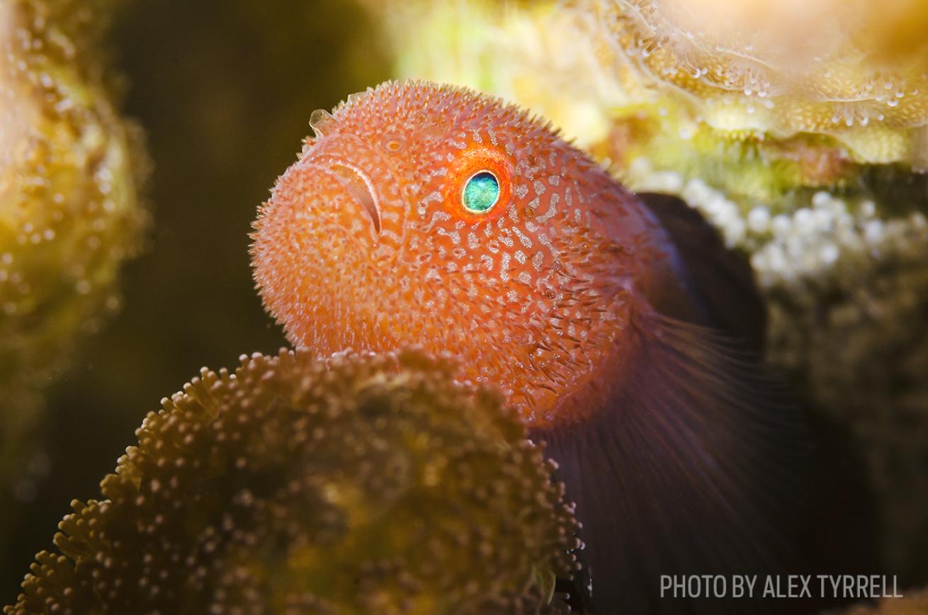 redhead coral goby lembeh strait