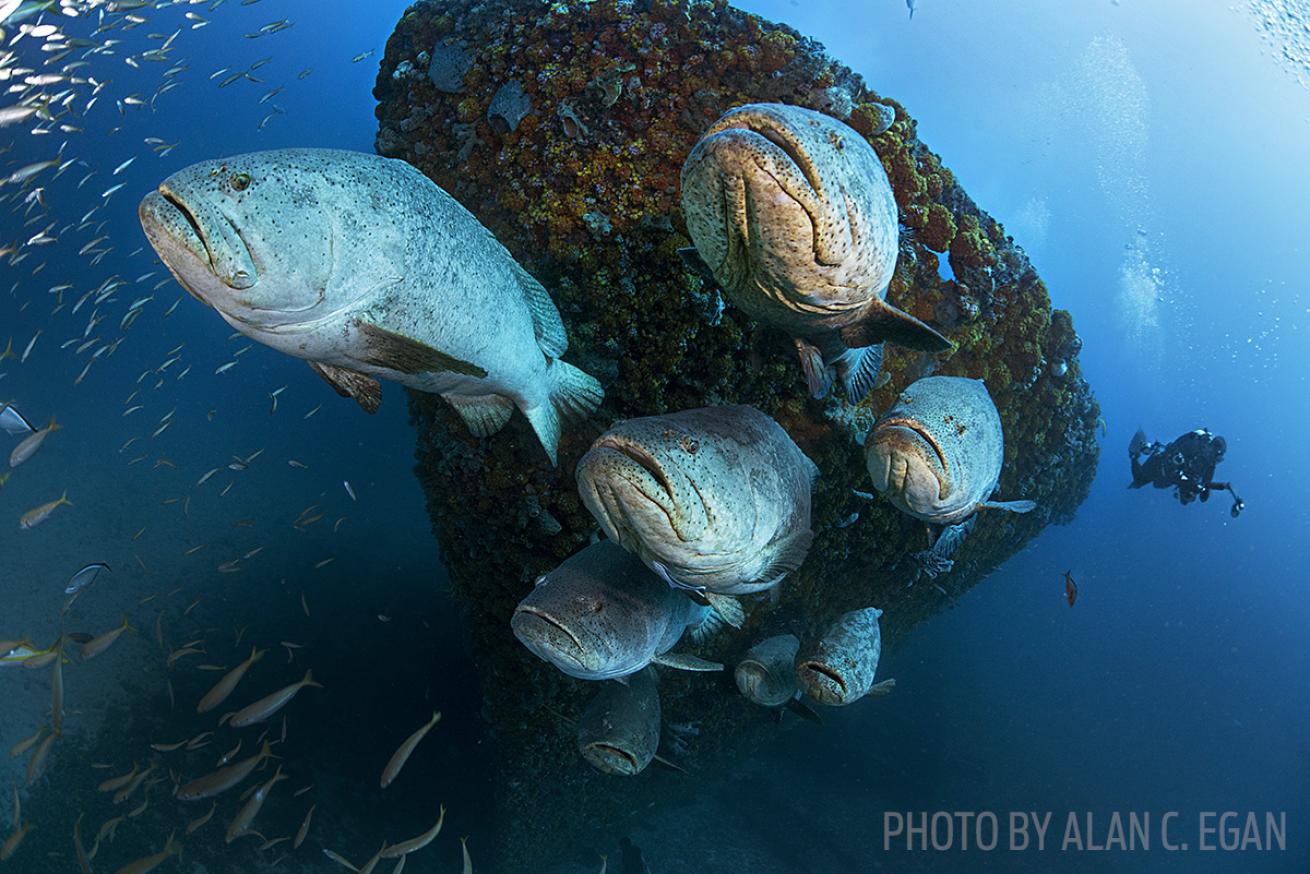 Goliath grouper florida diving