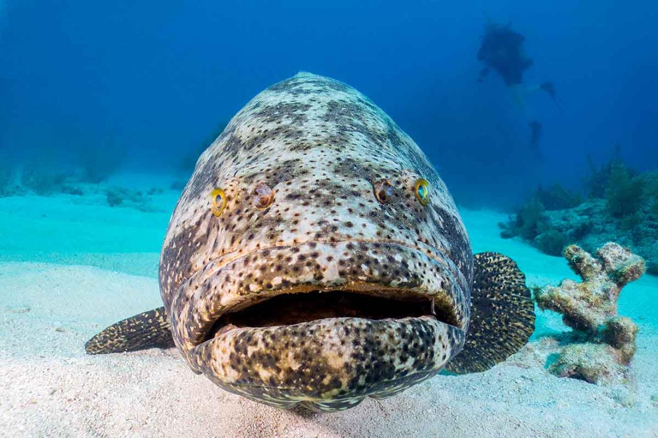 Goliath grouper controversy