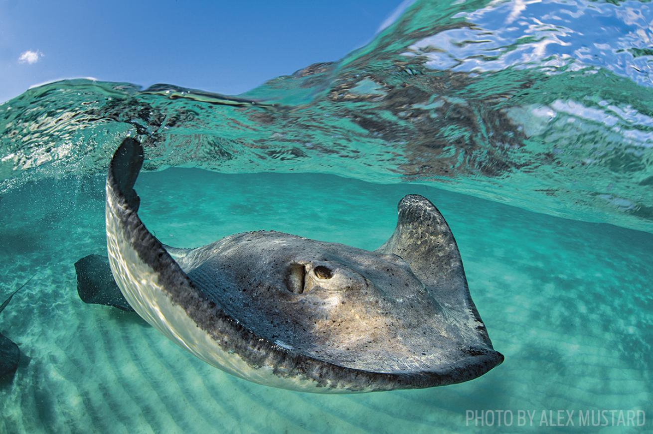 stingray grand cayman