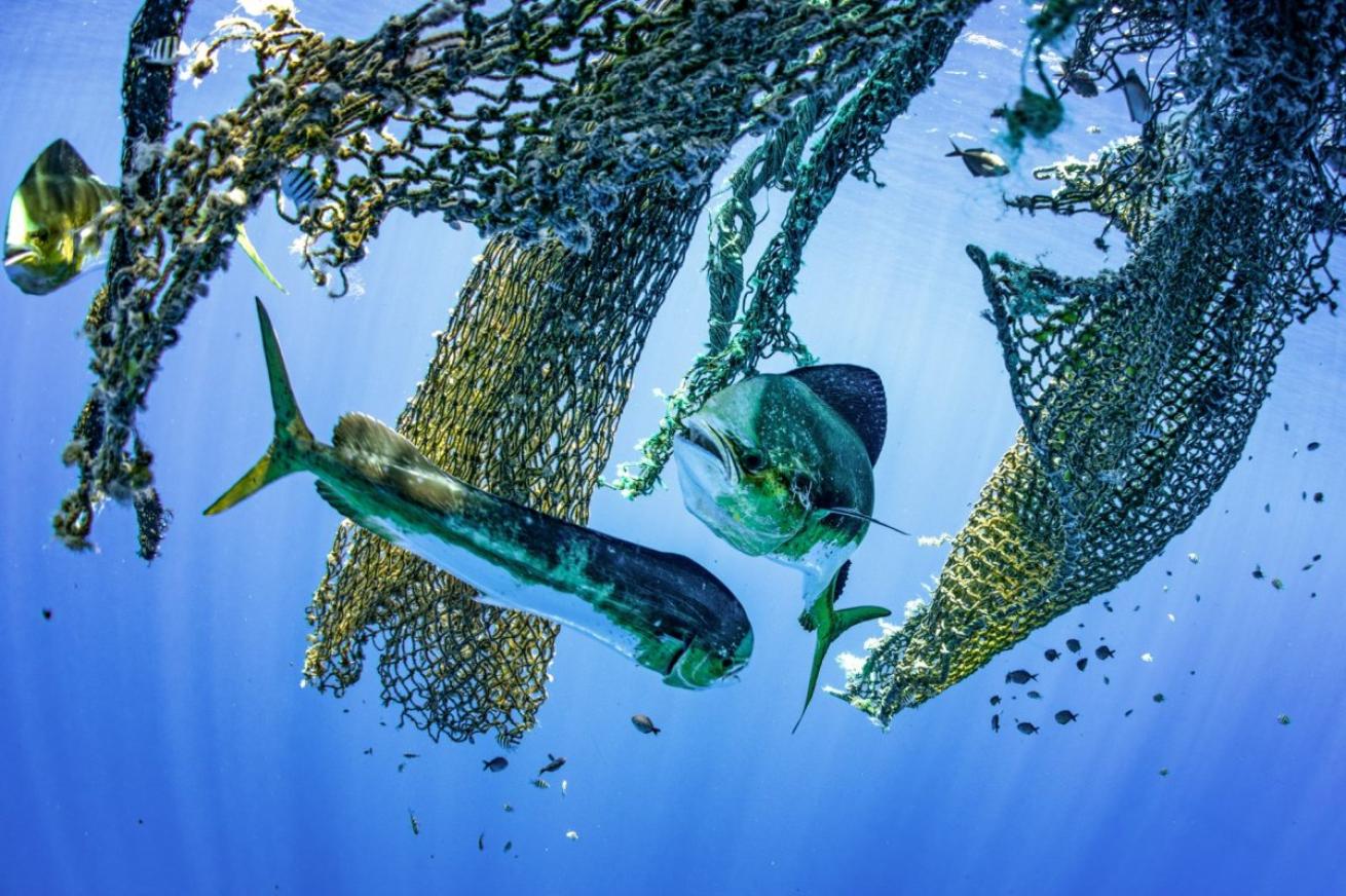 fish and nets underwater