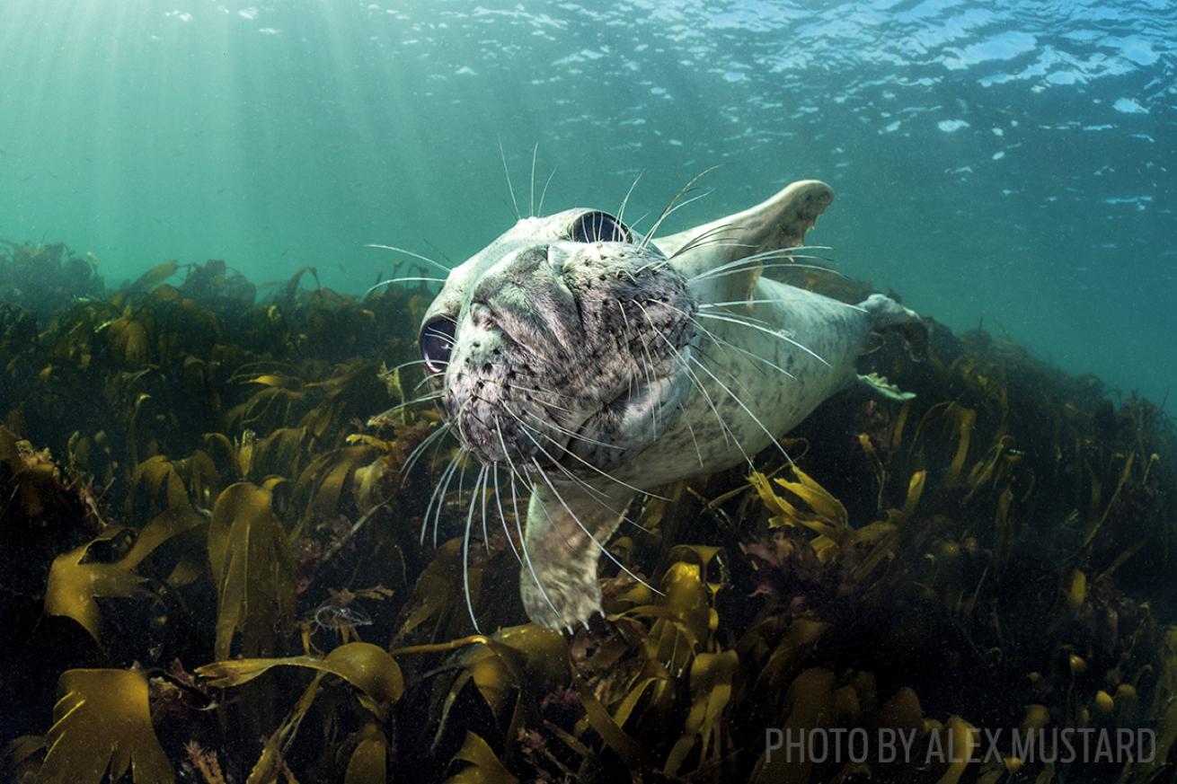 gray seals farne islands