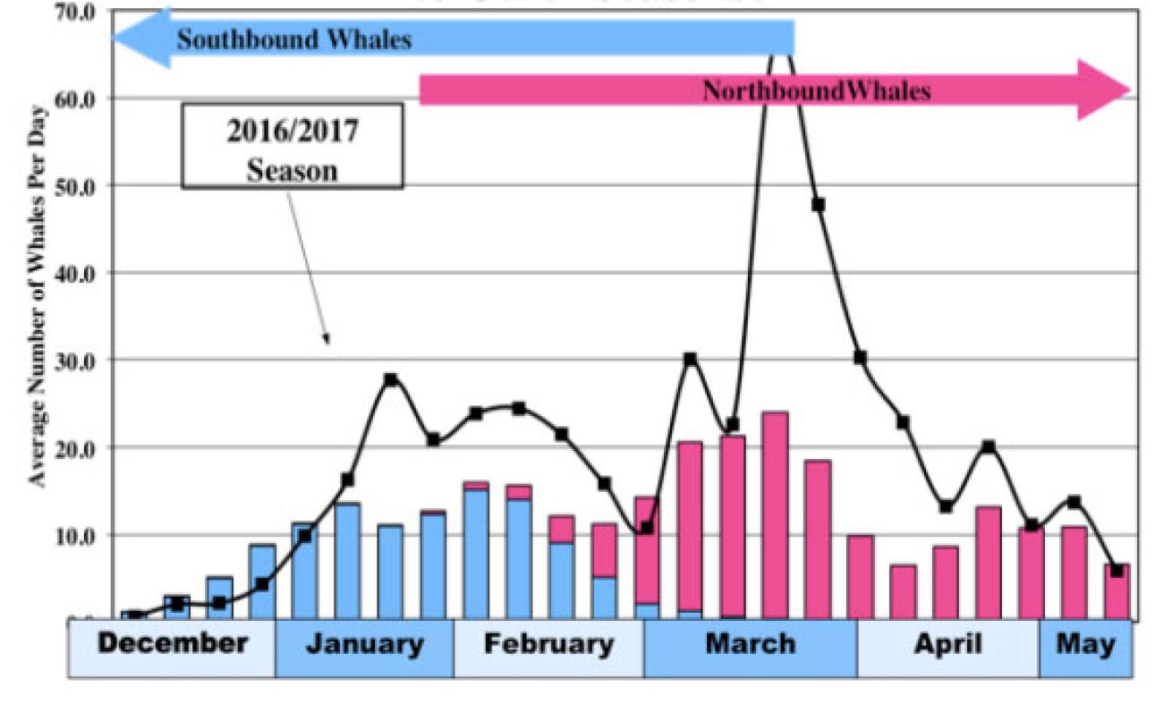 gray whale census