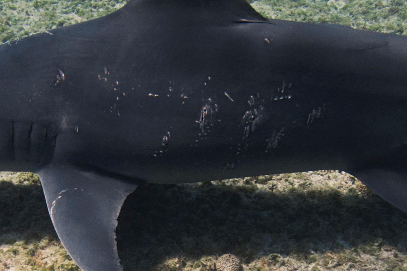 hammerhead shark mating scars