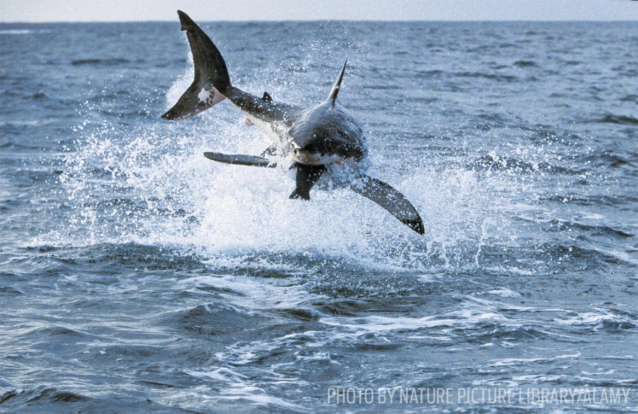 great white shark feeding