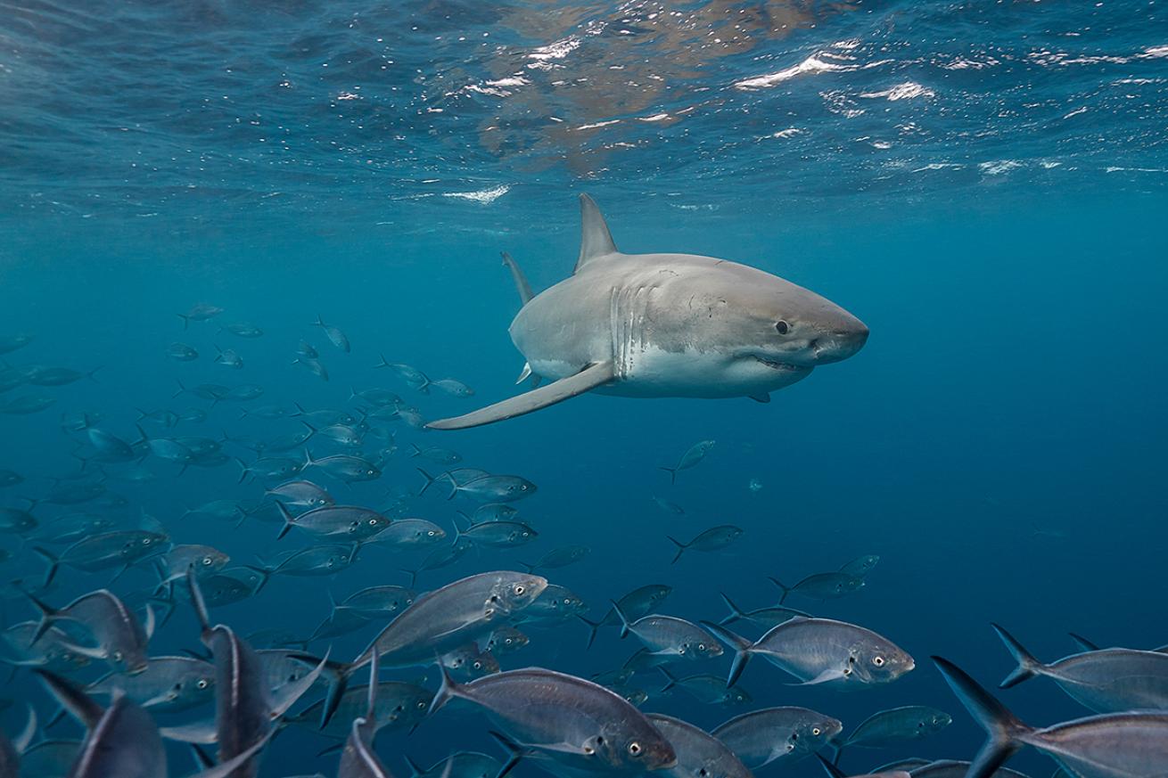 Great white shark swims through school of fish