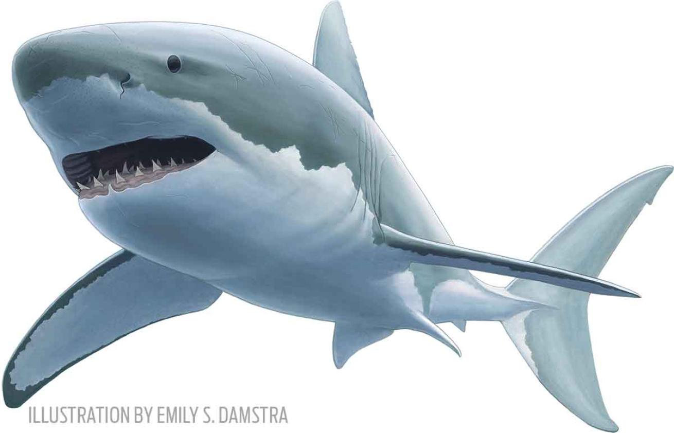 great white shark facts