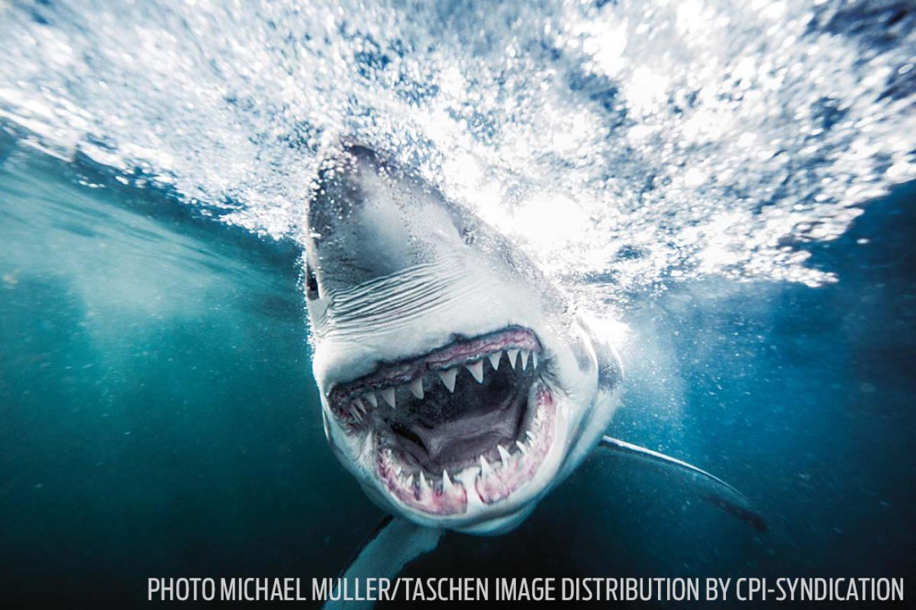 great white shark muller