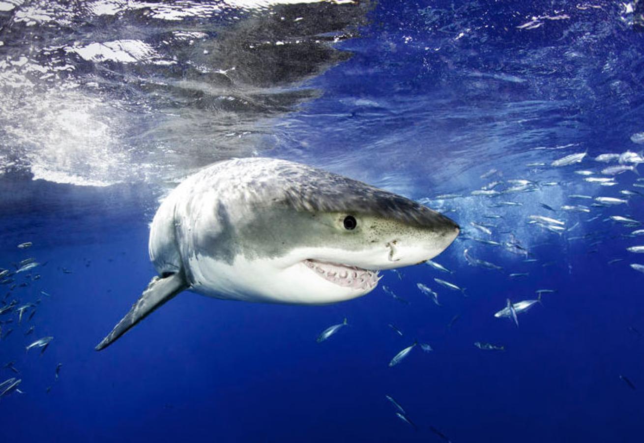 great white shark dorsal fin