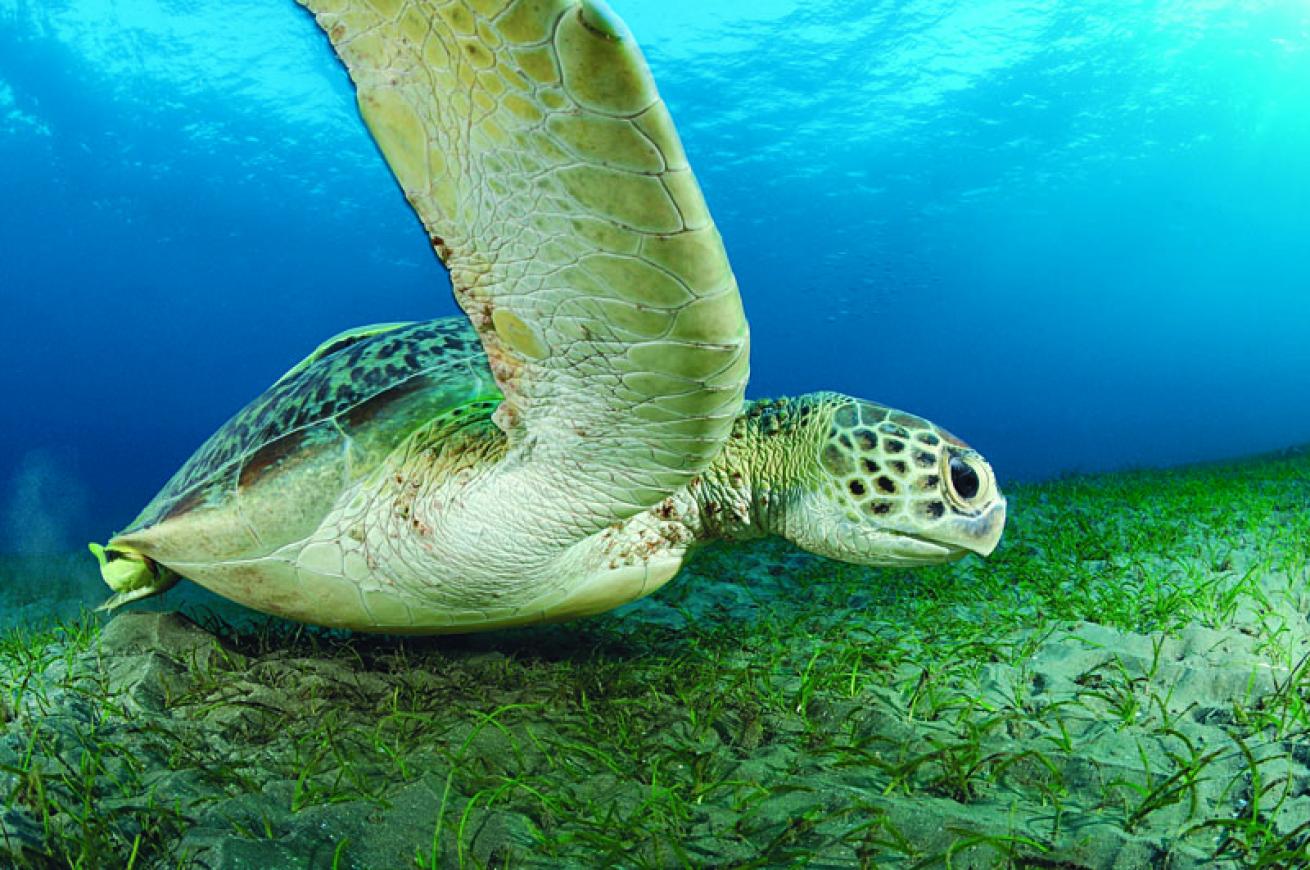 Green sea turtle