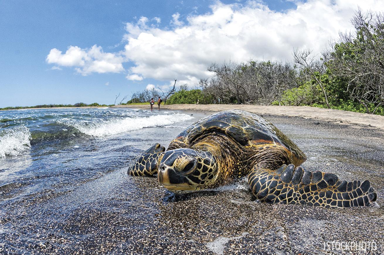 sea turtle hatching hawaii